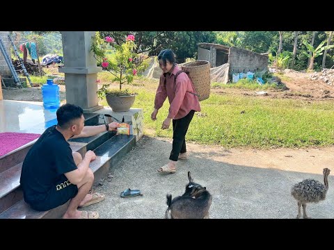 With a goat and Achip went to pick roselle leaves to sell