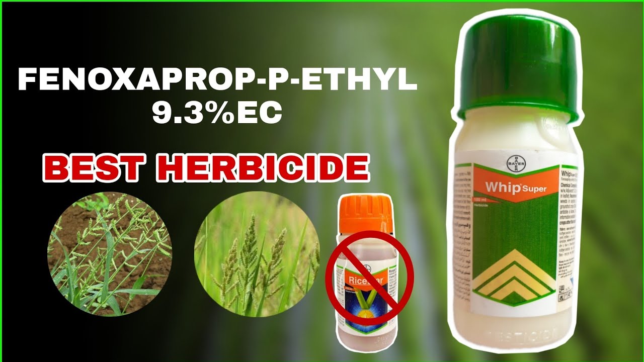 Watch video Bayer WhipSuper Herbicide | FENOXAPROP-P-ETHYL Post Emergency Herbicide Now Bayer WhipSuper Herbicide | FENOXAPROP-P-ETHYL Post Emergency Herbicide