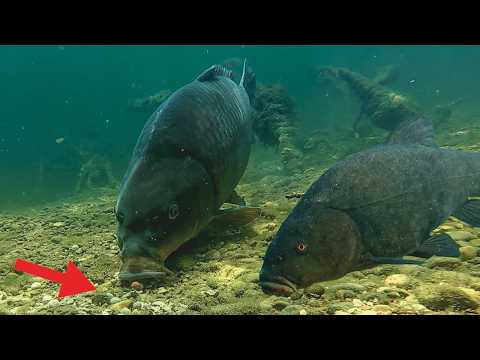 Karpfen Angeln im glasklaren Fluss 🤯 Unterwasser Livebiss 