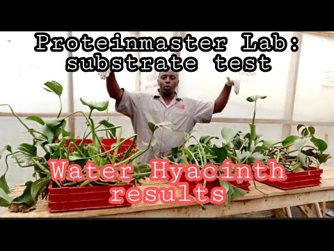 Water Hyacinth Results :ProteinMaster
