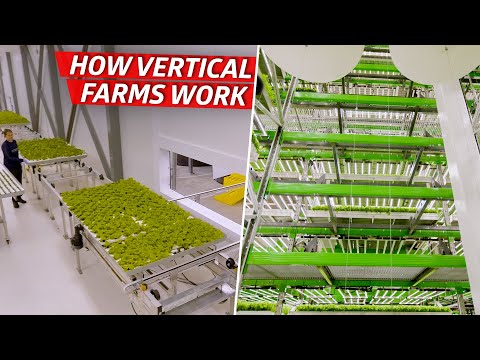 , title : 'How an Indoor Farm Uses Technology to Grow 80,000 Pounds of Produce per Week  — Dan Does'