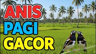 Download lagu Masteran Anis Kembang Full Isian Dahsyat, Pancingan Suara Dijamin Langsung Ngeplong Tanpa Jeda. mp3