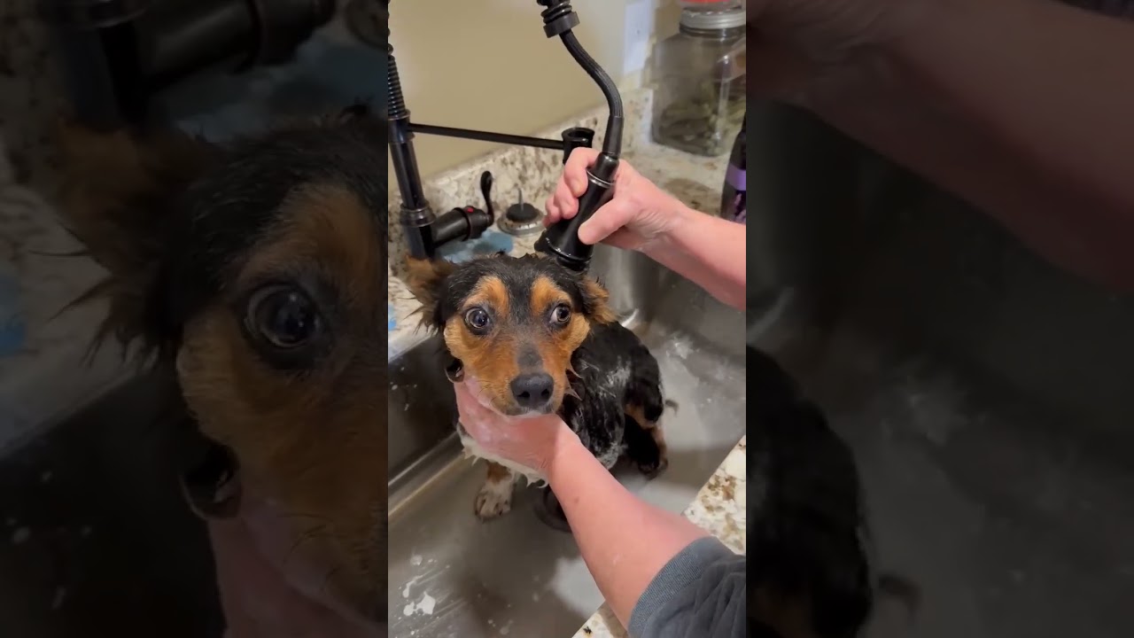 Enlarge Bo, a ADOPTABLE mixed breed in Wilkesboro, NC video 2/6