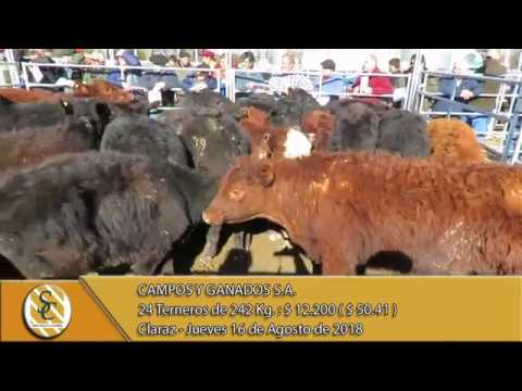 16-08-18 Venta de Machos - Campos y Ganados S.A. - Claraz.