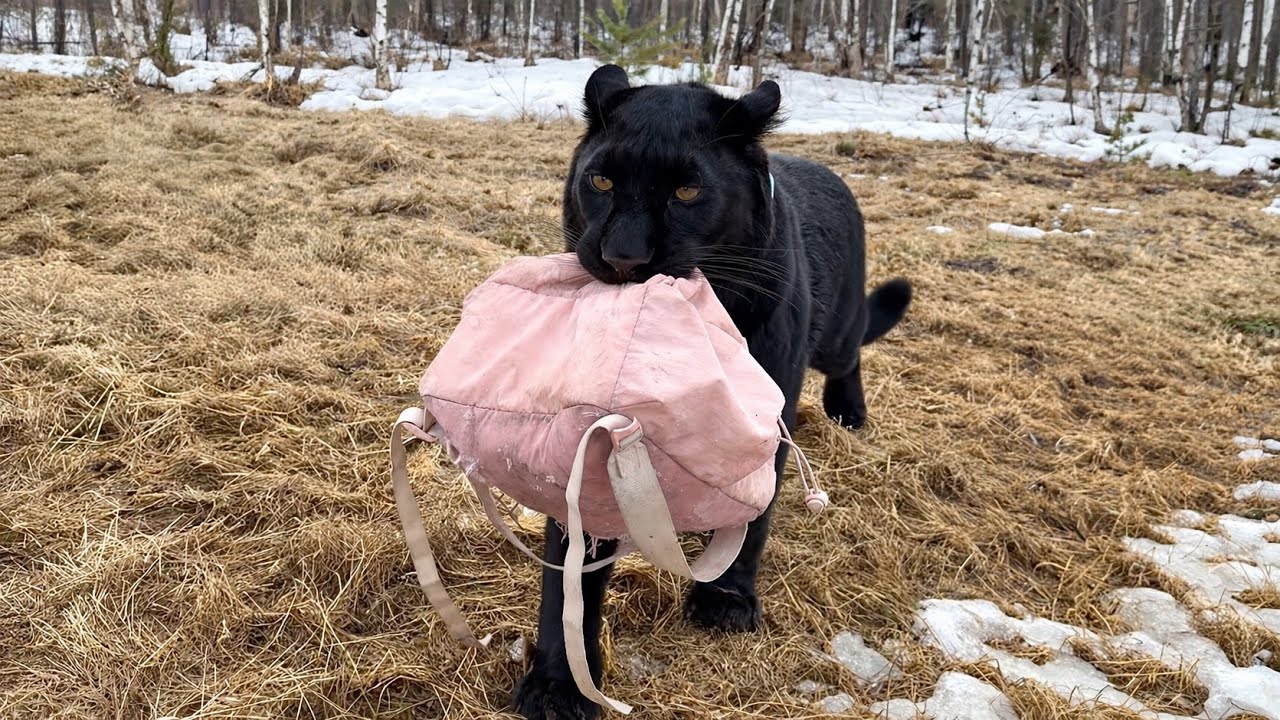 Luna the panther is enjoying spring! It's time to play again! (ENG SUB)