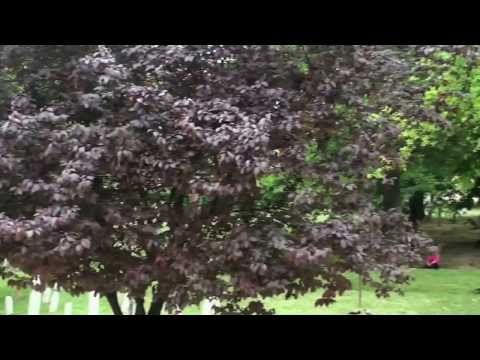 ŽERA I NARCIS - SARAJEVSKI LIJEPI DANI (official video)