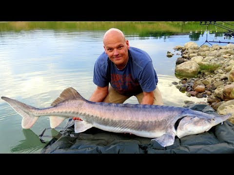 Belugastør på 37 kilo fra Blue Rock på Fyn