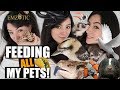 FEEDING ALL MY PETS  - Feeding ALL of my Pets in ONE video!