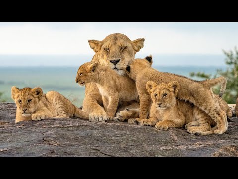 Lions: The Battle For Survival | African Lion Facts