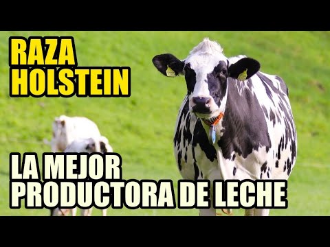 , title : 'VACAS HOLSTEIN - LA MEJOR RAZA LECHERA DE TODO EL MUNDO'