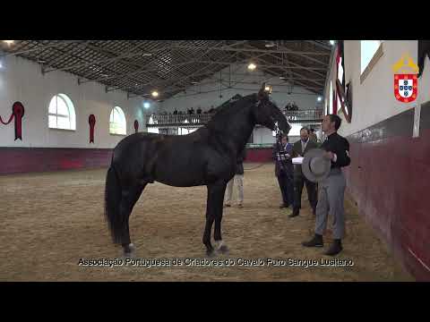 221022 13 Ministro das Cardas - Aprovação de Garanhões