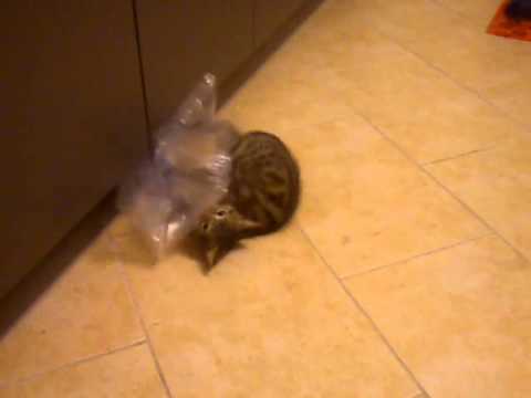 Das beste Spielzeug der Welt! Teil2