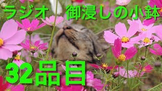【ラジオ】御浸しの小鉢【32品目】