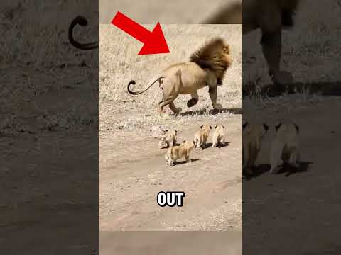 Adorable First Encounter: Lion Cubs Meet Their Dad! 🦁❤️