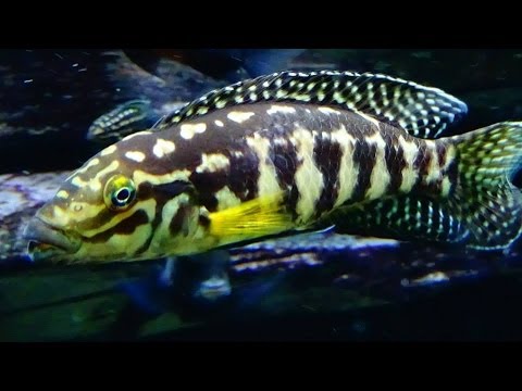 Julidochromis marlieri