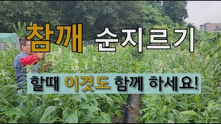 참깨 순지르기 할 때 이것도 함께 하세요! #참깨 적심하기 #참깨 수확 시기 #참깨성장 억제하기.
