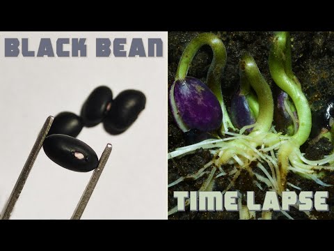 Black Turtle Bean Time-lapse In 50 Seconds