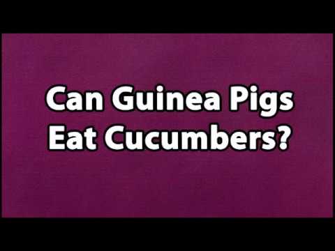 Can Guinea Pigs Eat Cucumbers
