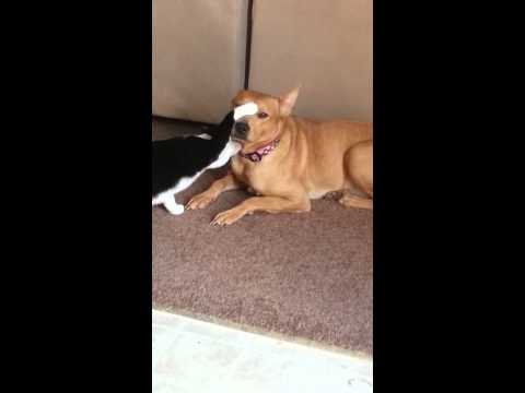 Antics of Sookie and Honey