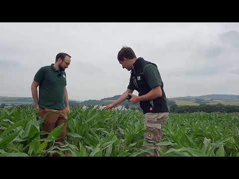 KWS Maisstorys 2021 - Prüfung der KWS Sorten unter Praxisbedingungen