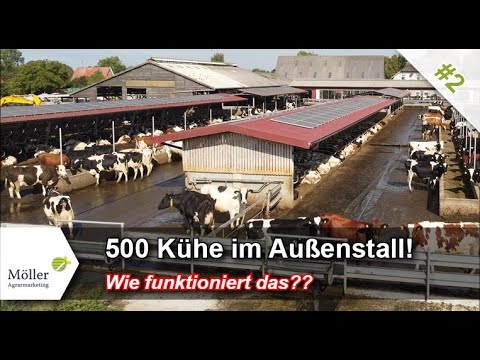 500 Kühe im Außenstall füttern: Wie funktioniert das in Deutschland?