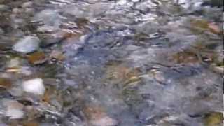 preview picture of video 'Fall Salmon Run Columbia River NW Oregon (below dam)'