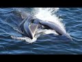 Sei Whales Majestic Wanderers Of The Ocean S Expanse
