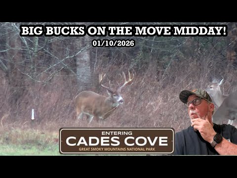 Cades Cove weekend getaway. Big bucks on there feet midday. #cadescove #pineylife