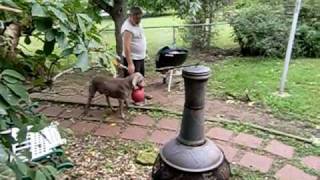 preview picture of video 'Proud Weimaraner Boker and his Jolly Ball'