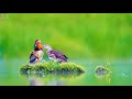 Nature Videos Status 4k I Nature Video 30 Seconds WhatsApp Status Video Nature Background Videos