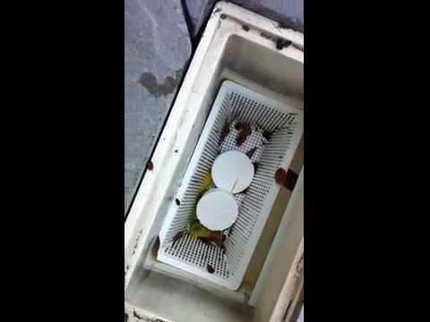Chlorine Pucks In Pool Skimmer Basket (volume warning: LOUD)