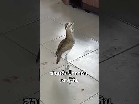 ตัวจริงเสียงจริง