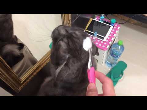 Brushing My Cat With A Toothbrush #cat #catvideos #toothbrush