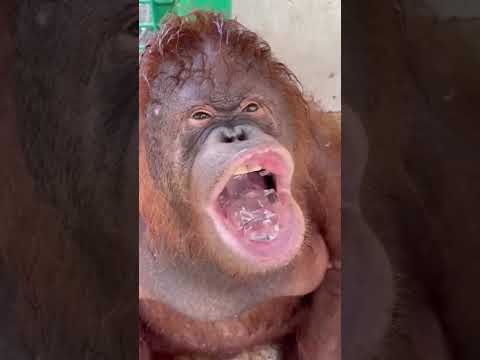 funny unggoy Nainitan #himalavlogs