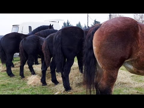 Caii lui Anghel de la Bulgăruș-Timiș 2023