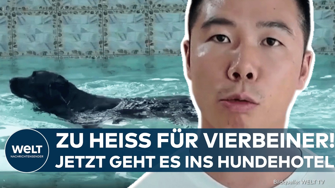 CHINA: Pool und Klimaanlage! Dieses Hundehotel in Chengdu schützt Vierbeiner vor der Sommerhitze
