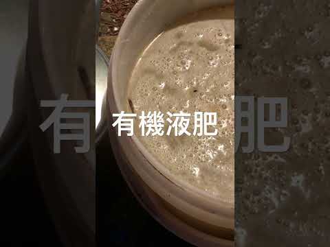 化学薬品を使わずに植物の成長を促進する、オレンジの皮から作られた天然肥料の 2 つのアイデア  庭園