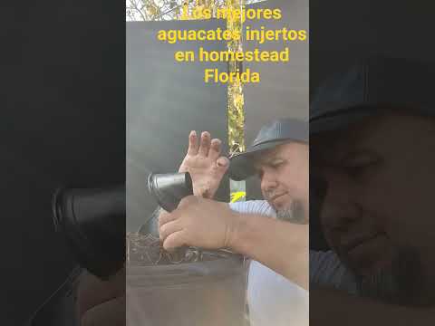 aguacates injertos en Florida