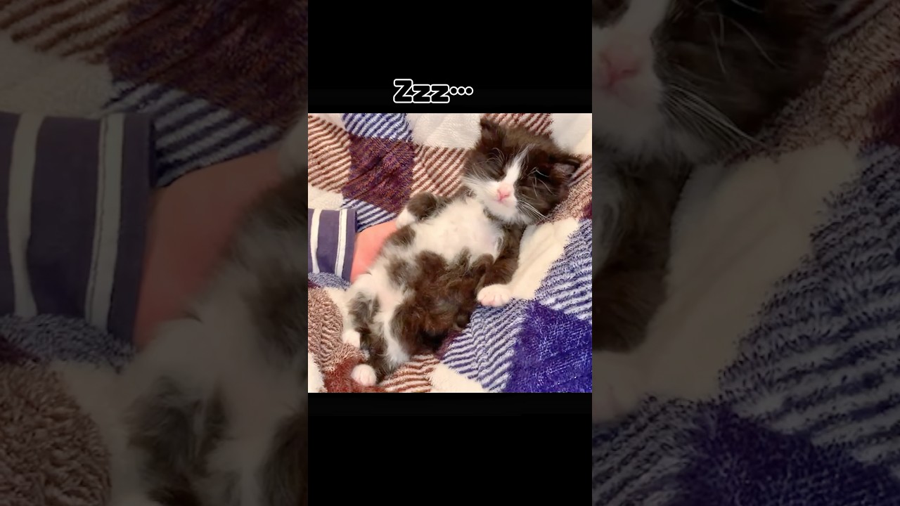 どんな体勢でもすぐに寝てしまう子猫 #shorts #もちぞう