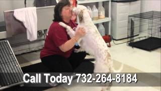preview picture of video 'Bathe' N Haven Pet Grooming in Hazlet 732-264-8184 -  Bathe' N Haven Pet Grooming - Bathe' N Haven'