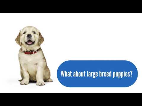 Hill's Science Diet Puppy Nutrition