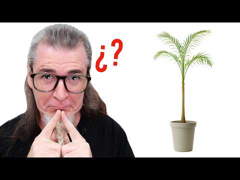 ¿ARTE o HAMPARTE? Una PALMERA GANA PREMIO en la BIENAL de Santo Domingo. DUCHAMPITIS