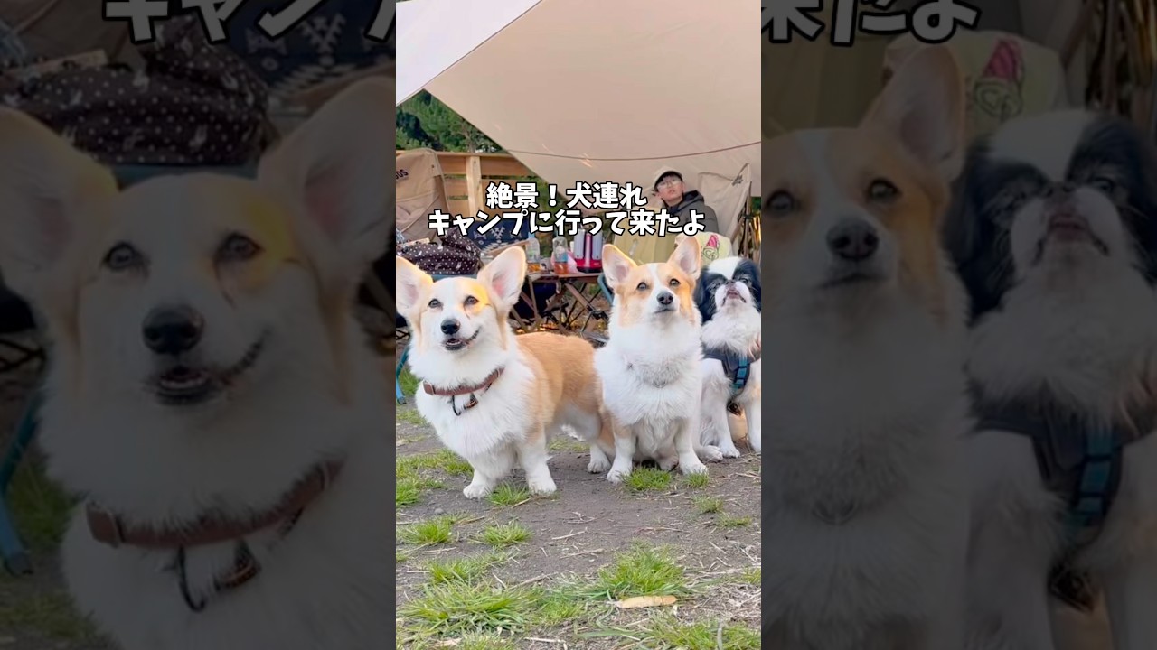 責任感強めコーギー🦊だれも取る気無いんだけど💦 #コーギー多頭飼い #コーギー #可愛い #犬のいる暮らし #犬連れキャンプ
