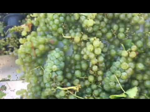 download lagu mp3 mp4 Balverne Sauvignon Blanc, download lagu Balverne Sauvignon Blanc gratis, unduh video klip Balverne Sauvignon Blanc