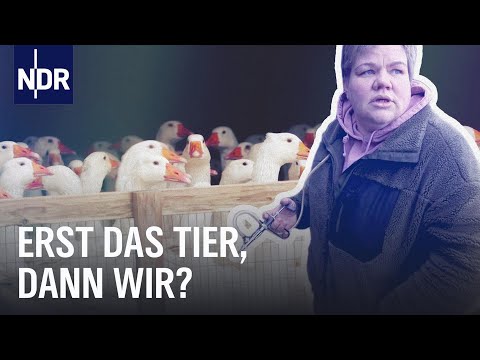 Video Thumbnail: Von Vogelgrippe bis Schweinepest: Gefahr aus dem Stall? | Doku | NDR Story