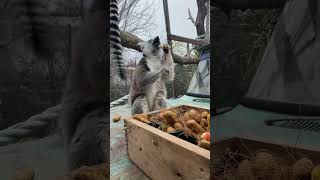 ¡Último día de festejos para su majestad el Rey Julien! 🙌👑🎉🎁🎂