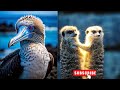 National Geographic Documentary Animals 2025