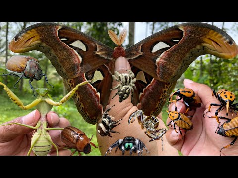 Hunting for the world's rare giant moths