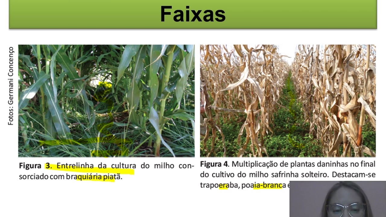 Controle cultural de plantas daninhas