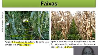 Controle cultural de plantas daninhas